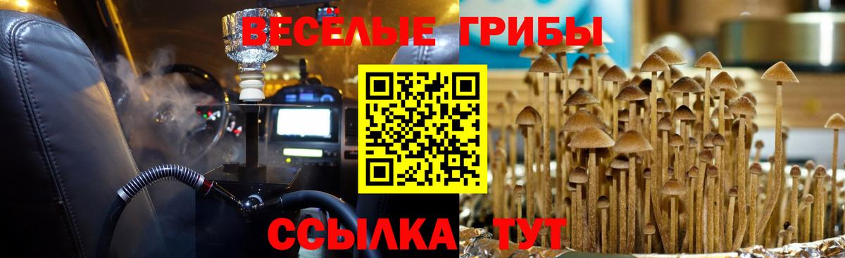 Новодвинск  Псилоцибиновые грибы ЛСД  Псилоцибиновые грибы Cubensis  где можно купить наркотик  Вход с VPN 